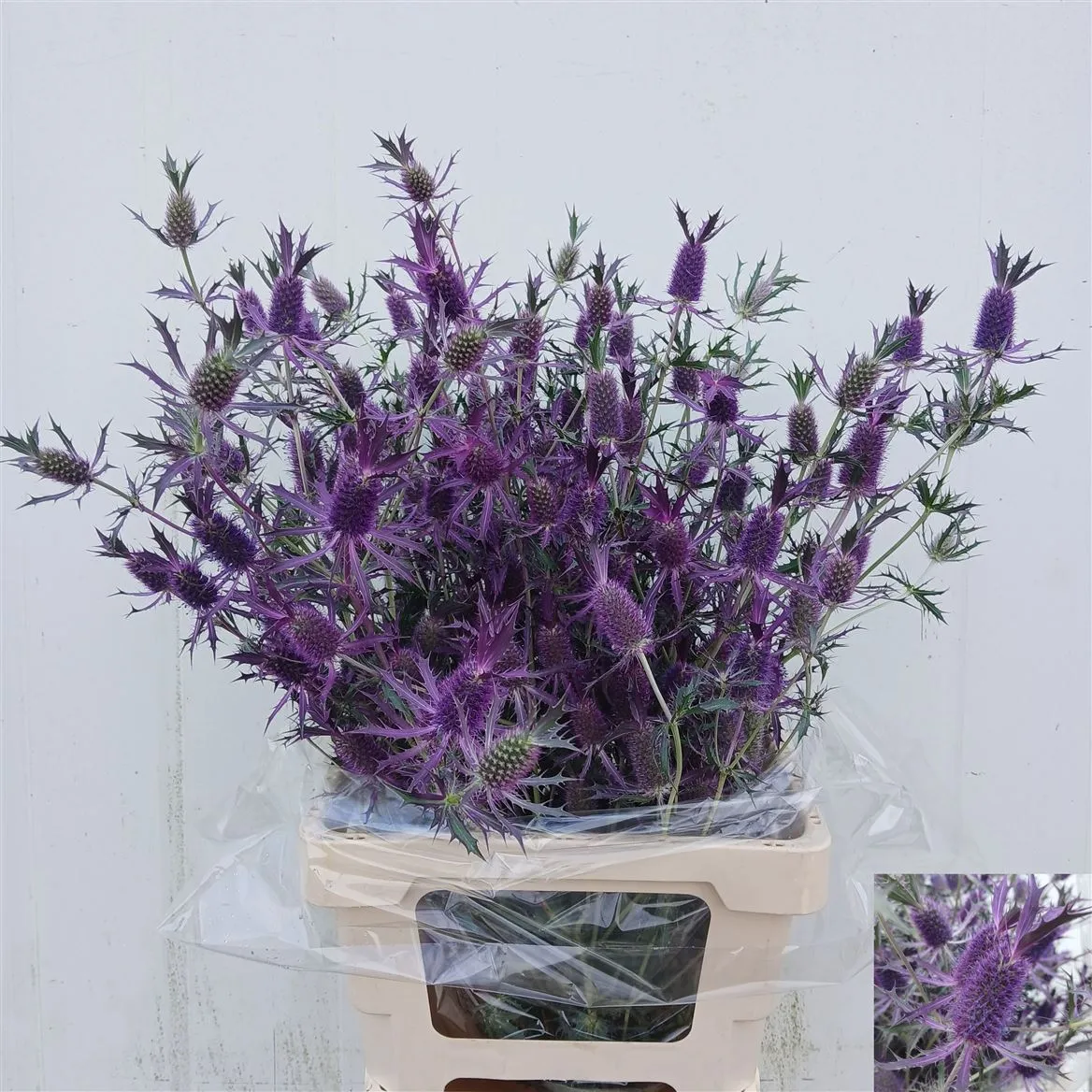 Eryngium Butterfly Purple • 80 cm