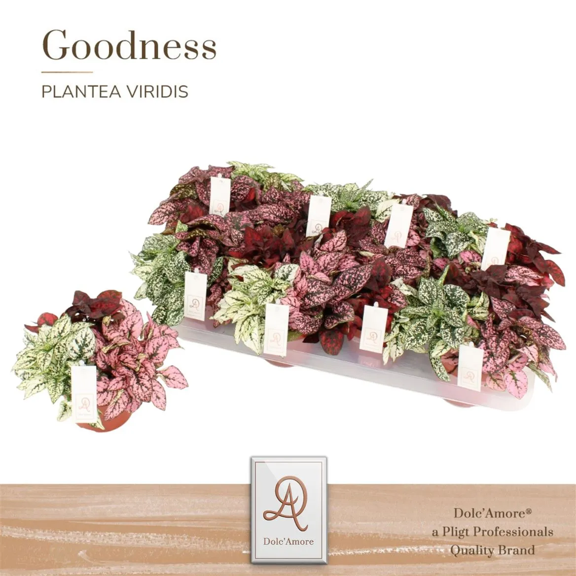 Hypoestes Mix • črepník 12 cm