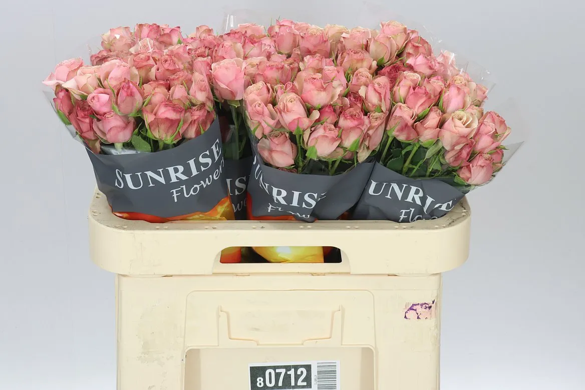 Rosa Tr Destini • 60 cm