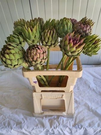 Cynara Flowering • 45 cm
