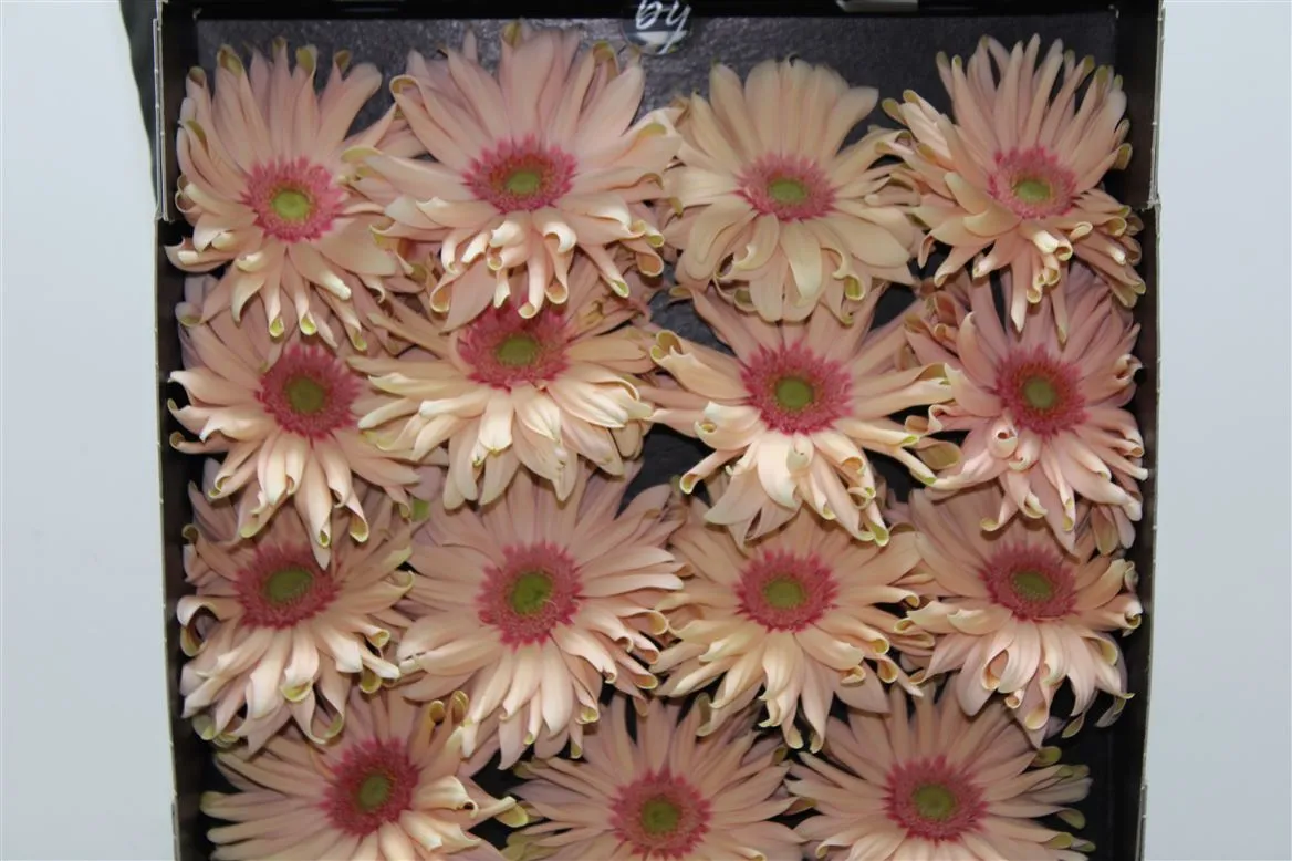 Gerbera Diamond Pasta Rosata • 55 cm