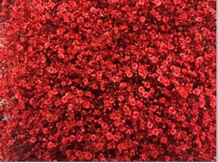 Gypsofila Million Star farbená Red