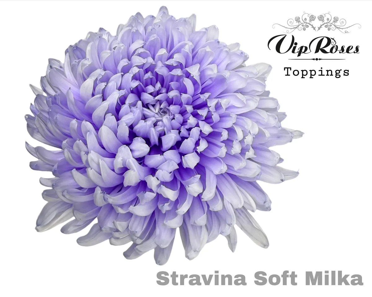 Chryzantéma veľkokvetá Stravina Soft Milka • 65 cm