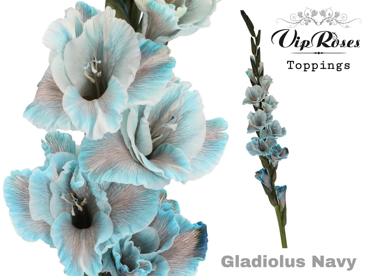 Gladiola veľkokvetá Navy • 110 cm
