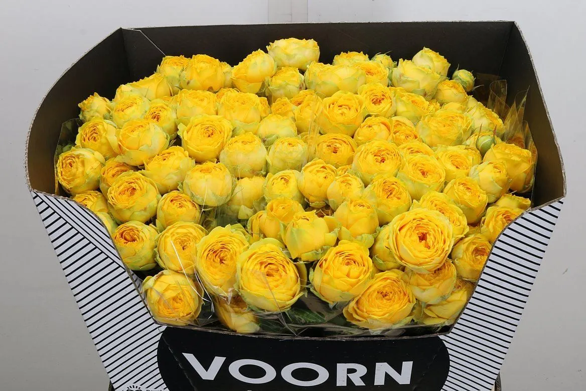 Rosa Tr Luna Trendsetter • 60 cm