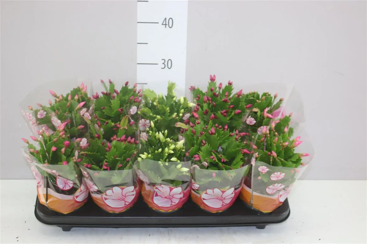 Schlumbergera Gemengd • črepník 12 cm
