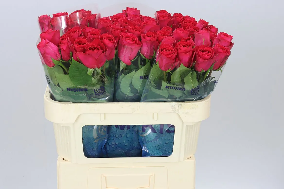 Rosa Gr Madam Cerize • 70 cm