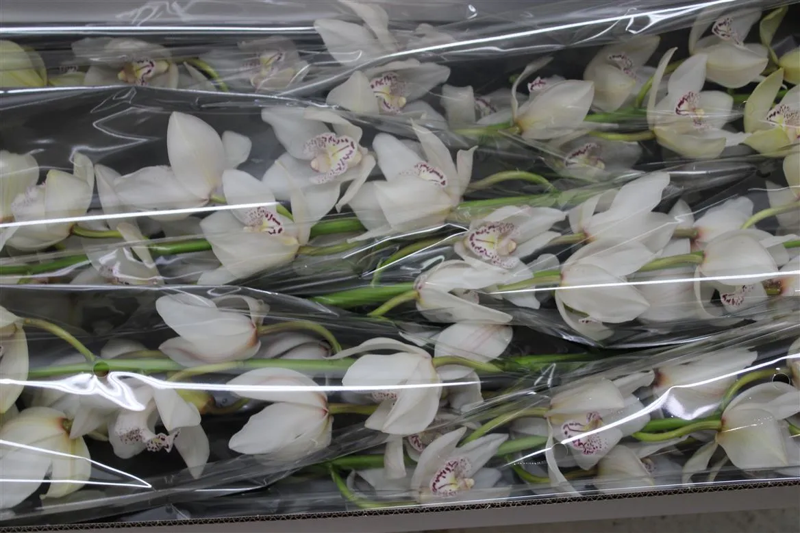 Orchidea Cymbidium T Mrs Whit Crys • 80 cm
