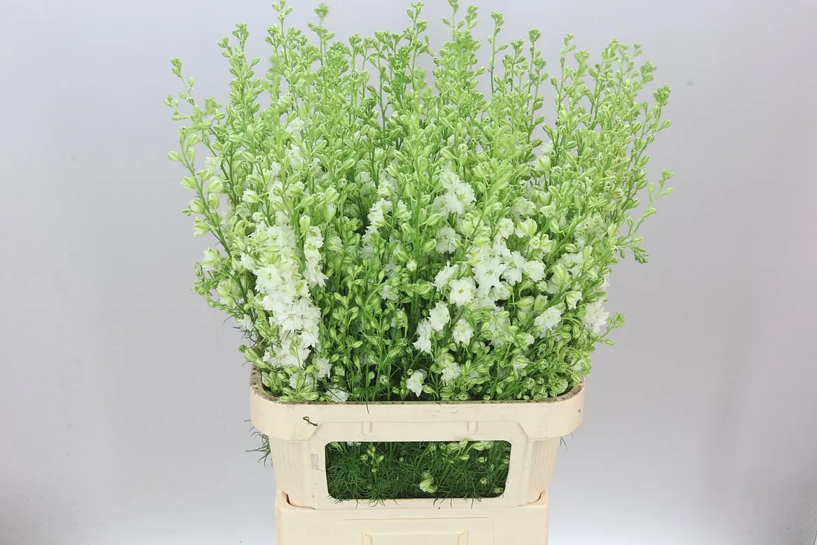 Stračonôžka Ajacis White • 90 cm