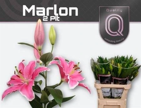 Ľalia orientálna Marlon • 70 cm