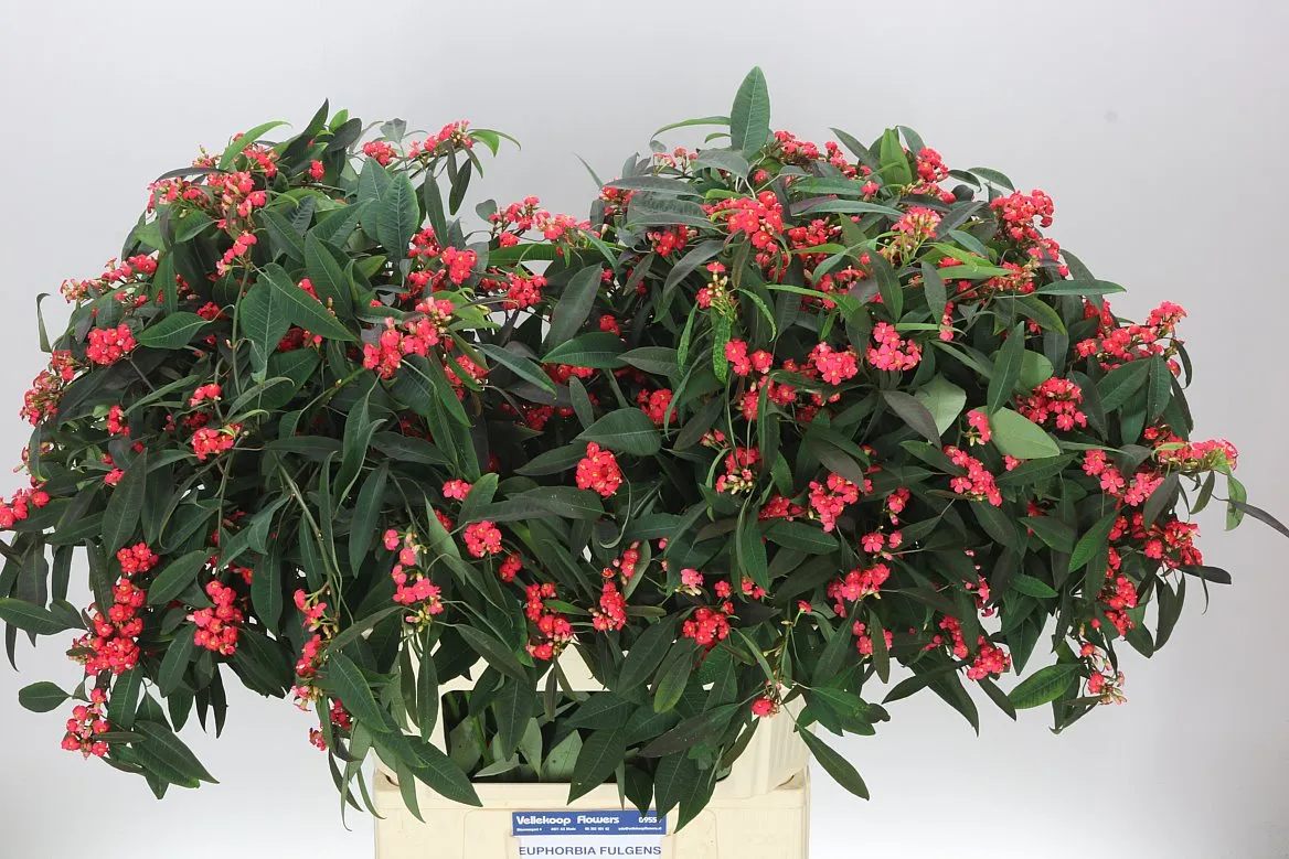 Euphorbia F T Marielle • 75 cm