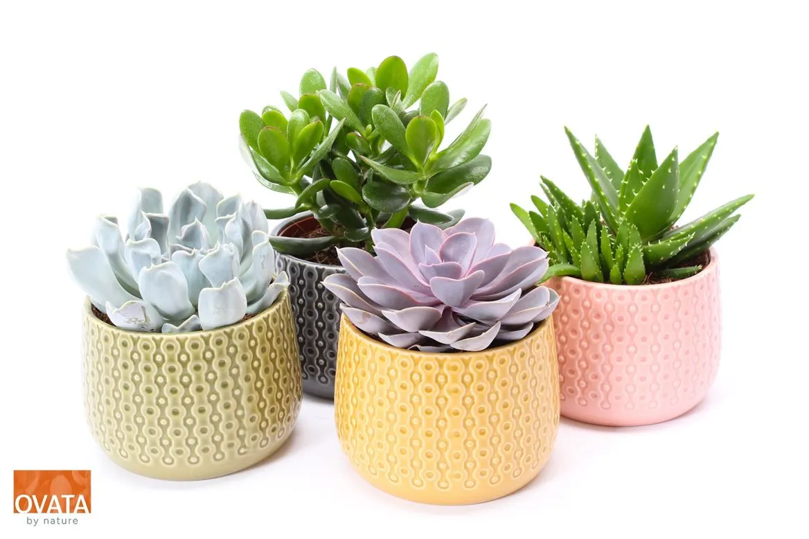 Succulenten Gemengd In Brasil A2 • črepník 15 cm