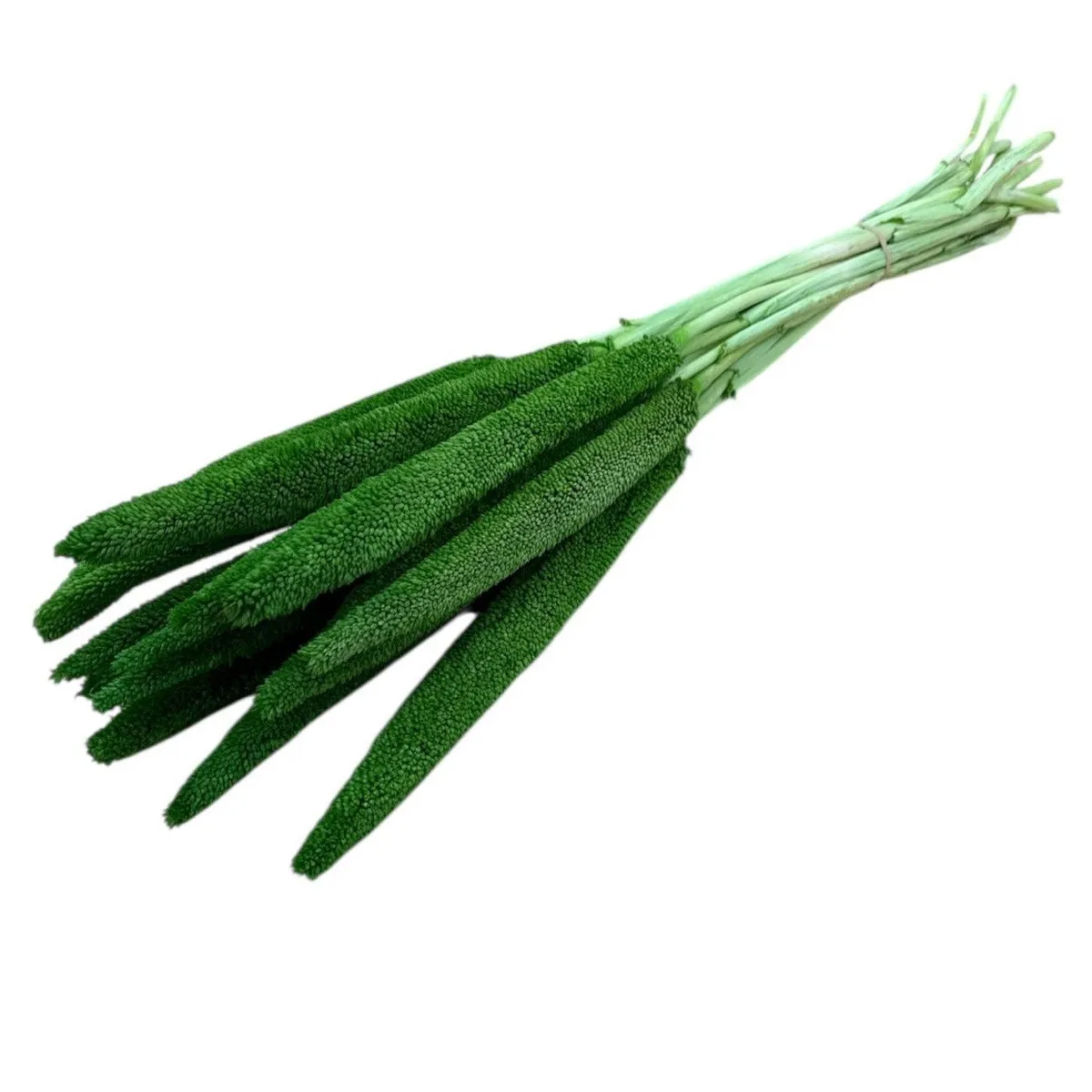 Sušená babala zelená 70 cm