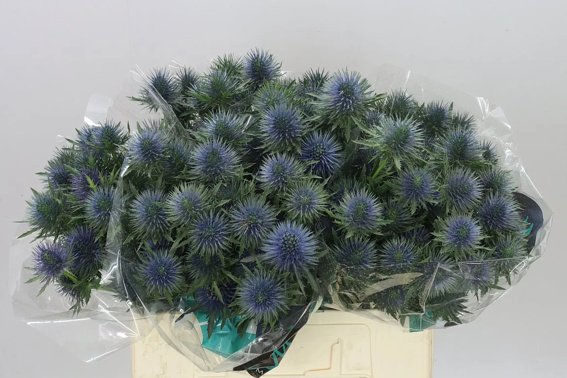 Eryngium Magnet • 60 cm