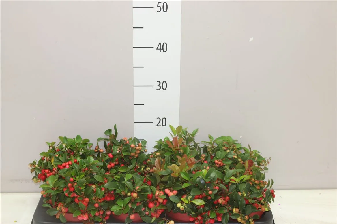 Gaulteria Pro Big Berry • črepník 12 cm