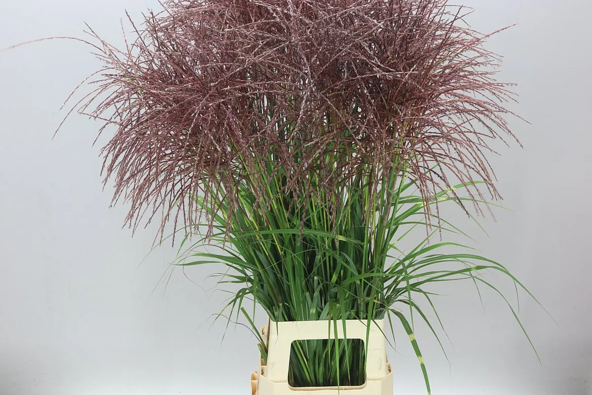 Miscanthus Zebrinus • 105 cm