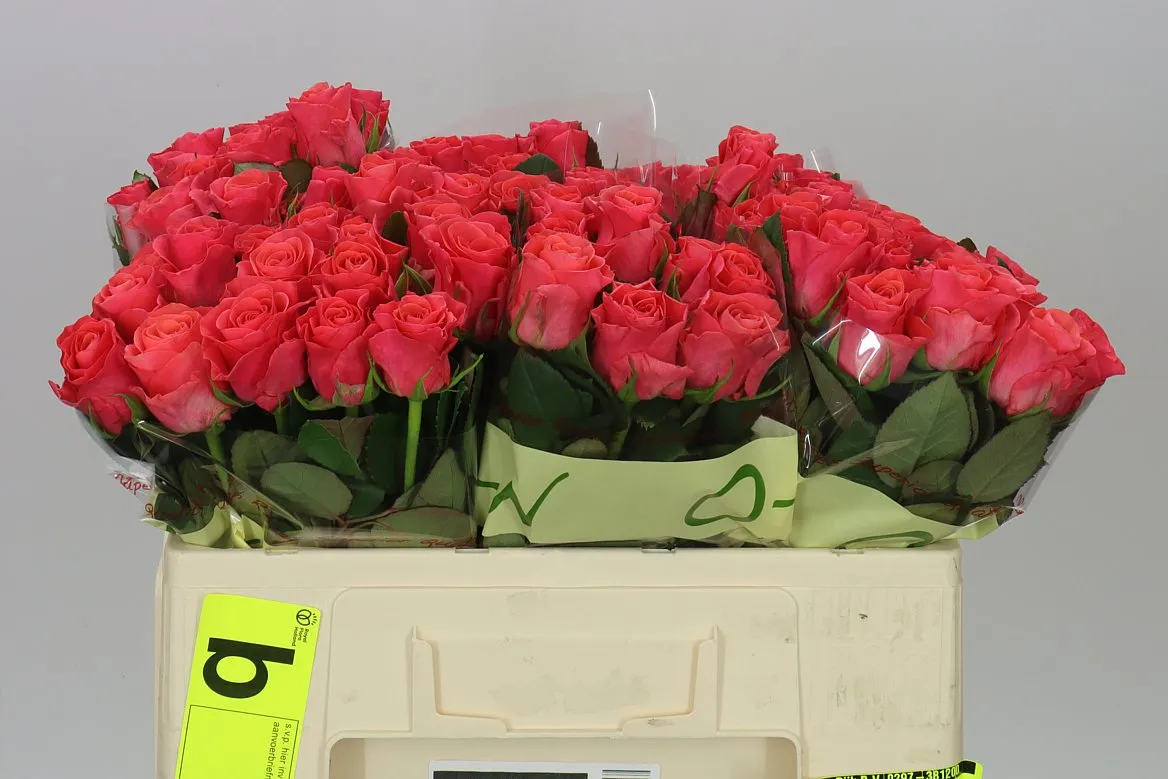 Rosa Gr Pink Tacazzi • 50 cm