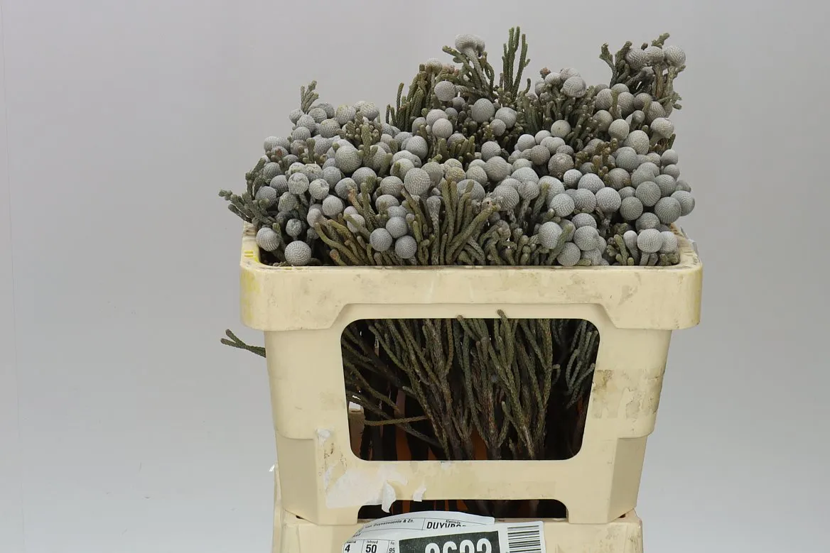 Kaaps Brunia Silver • 50 cm