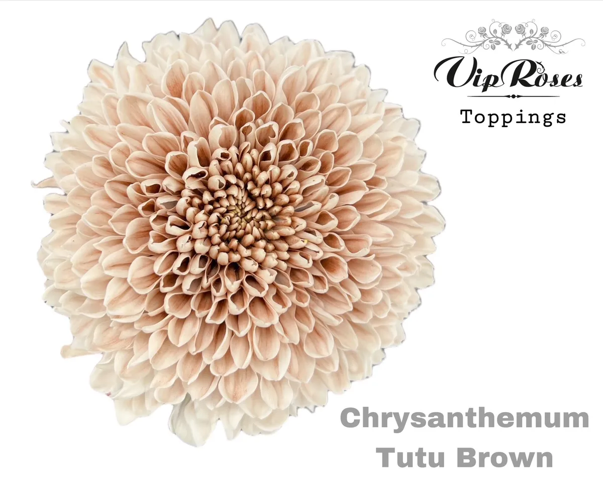Chryzantéma veľkokvetá Tutu Brown • 70 cm