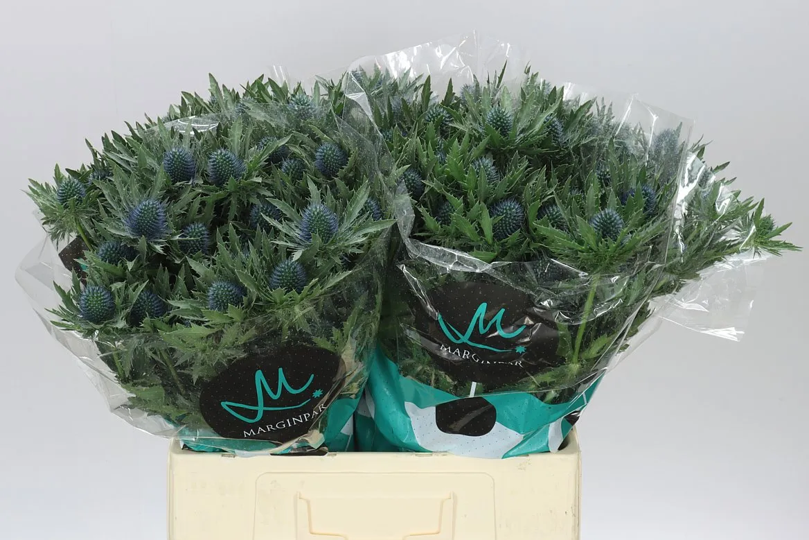 Eryngium Aqua • 60 cm