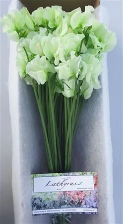 Hrachor farbený Mint Green Box • 35 cm