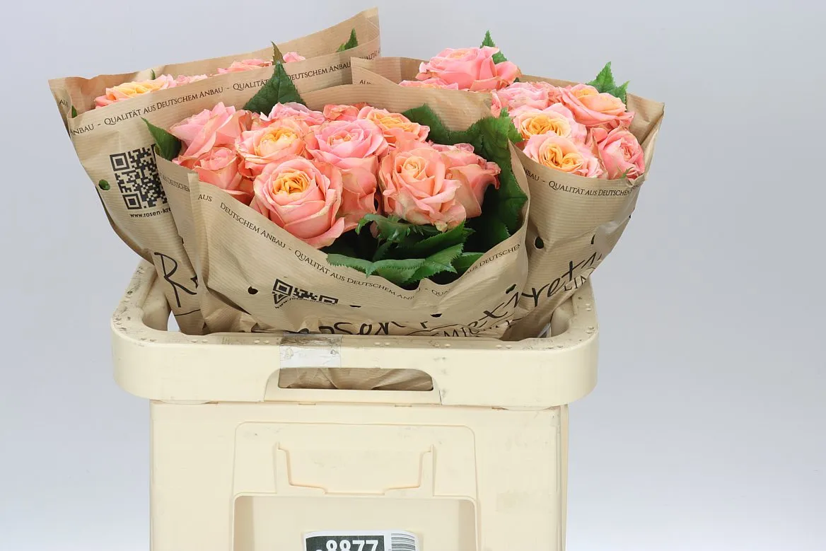 Rosa Gar Peach Funky+ • 60 cm