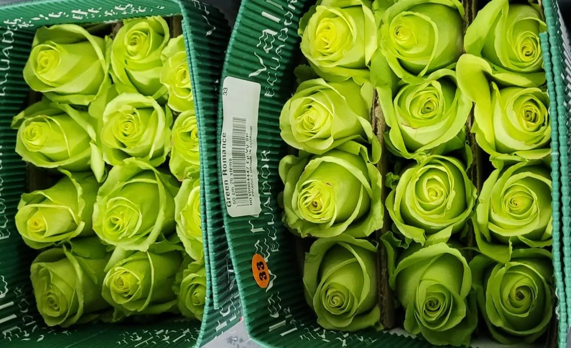 Rosa Gr Ec Green Romance • 80 cm