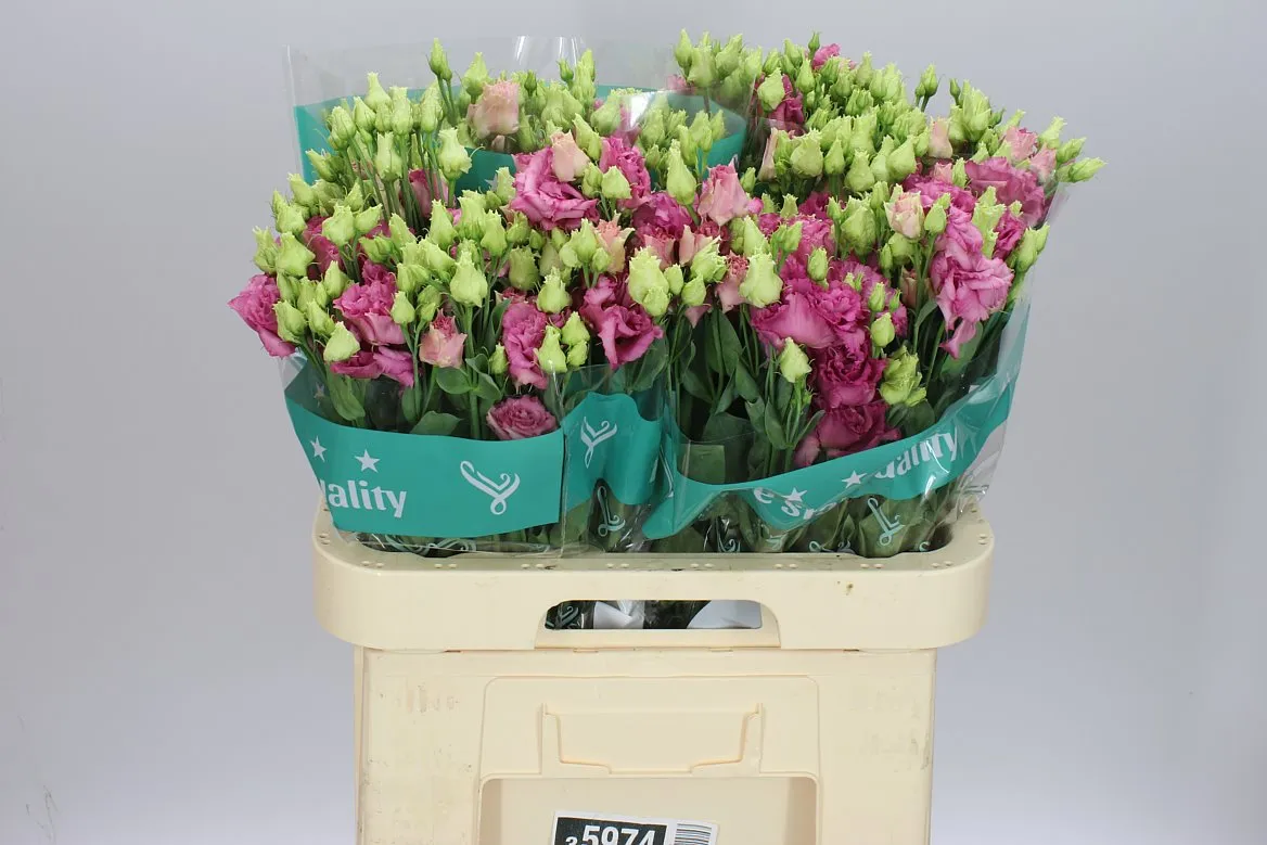 Eustóma plnokvetá Alissa Rose Pink • 72 cm