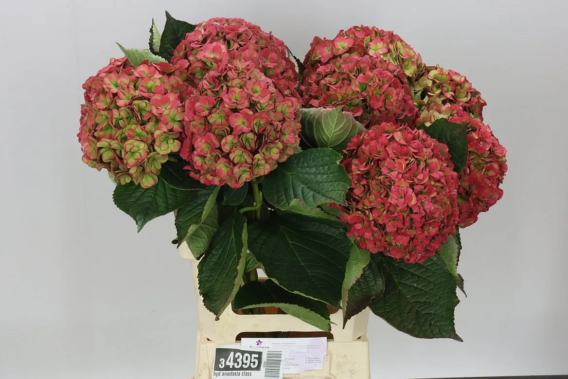 Hortenzia Anastasia Classic • 65 cm