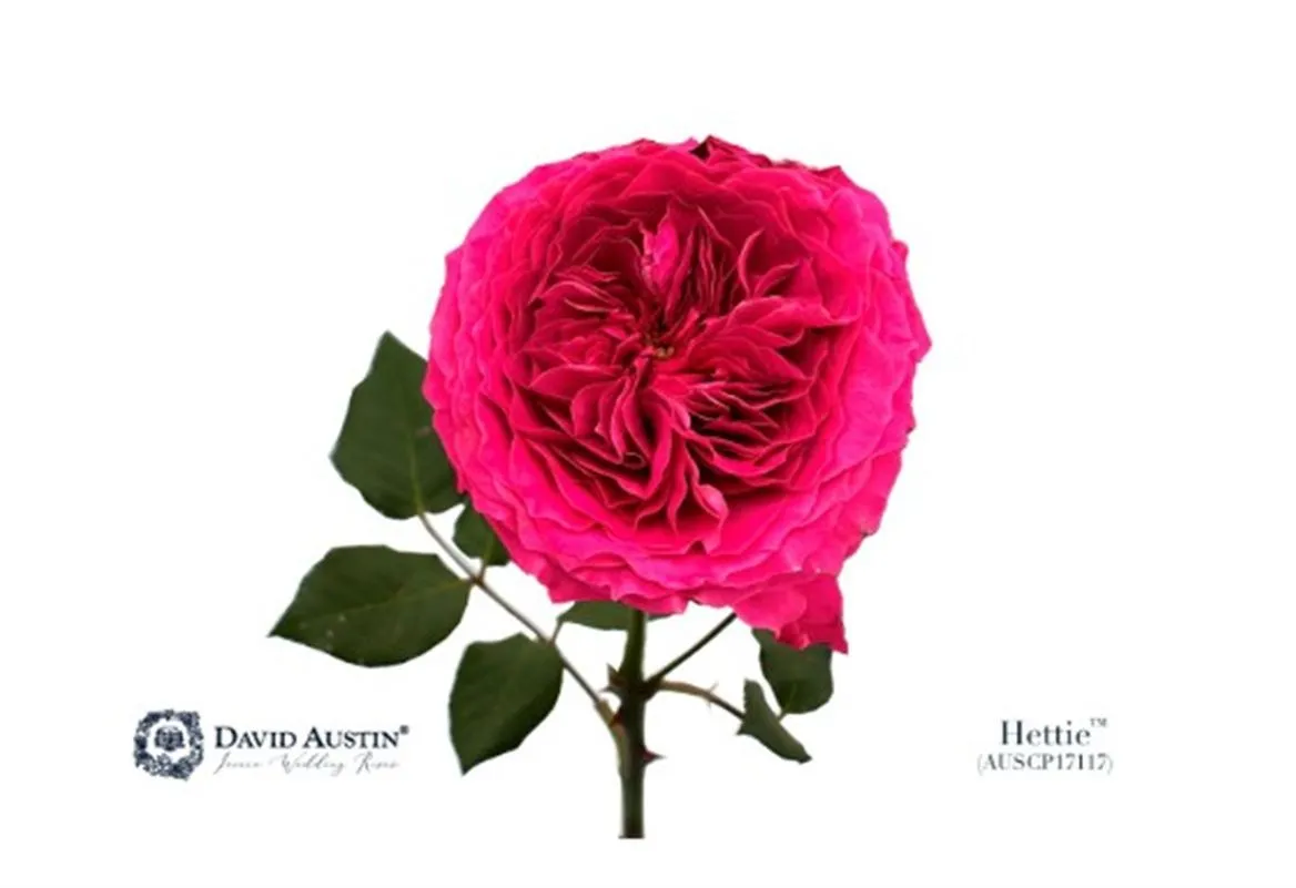 Ruža záhradná Austin Hettie • 50 cm