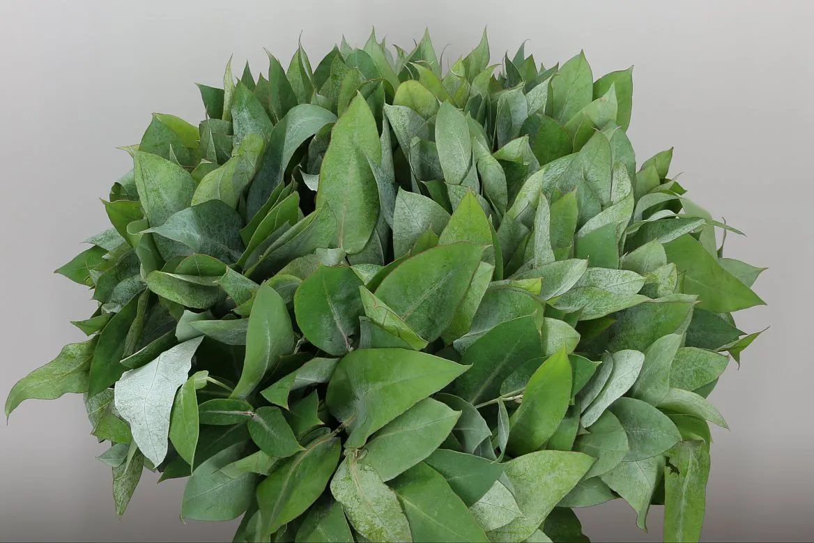 Robusta Long • 70 cm
