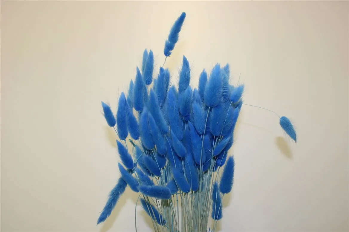 Lagurus Blue, sušené • 65 cm