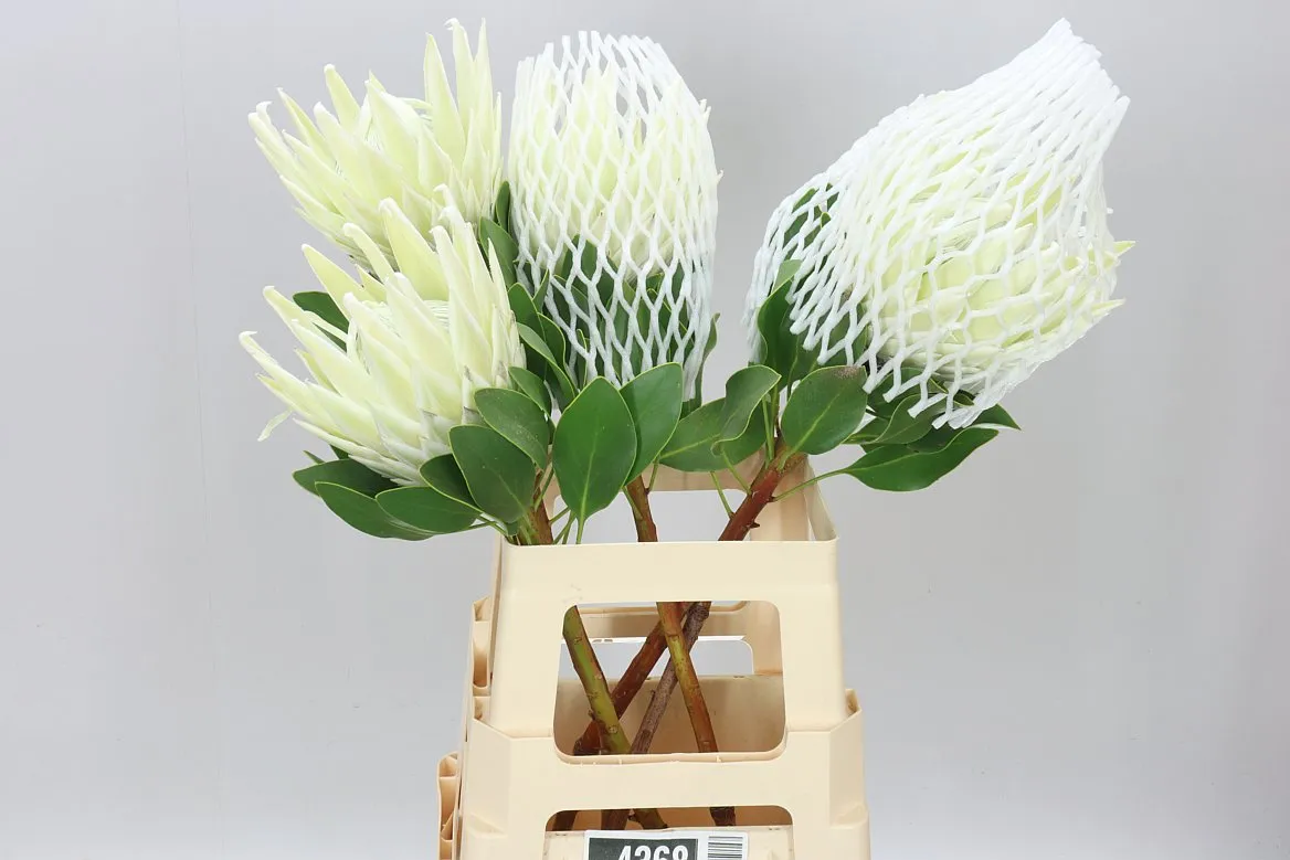 Protea Cynaroides Arctic Ice • 70 cm