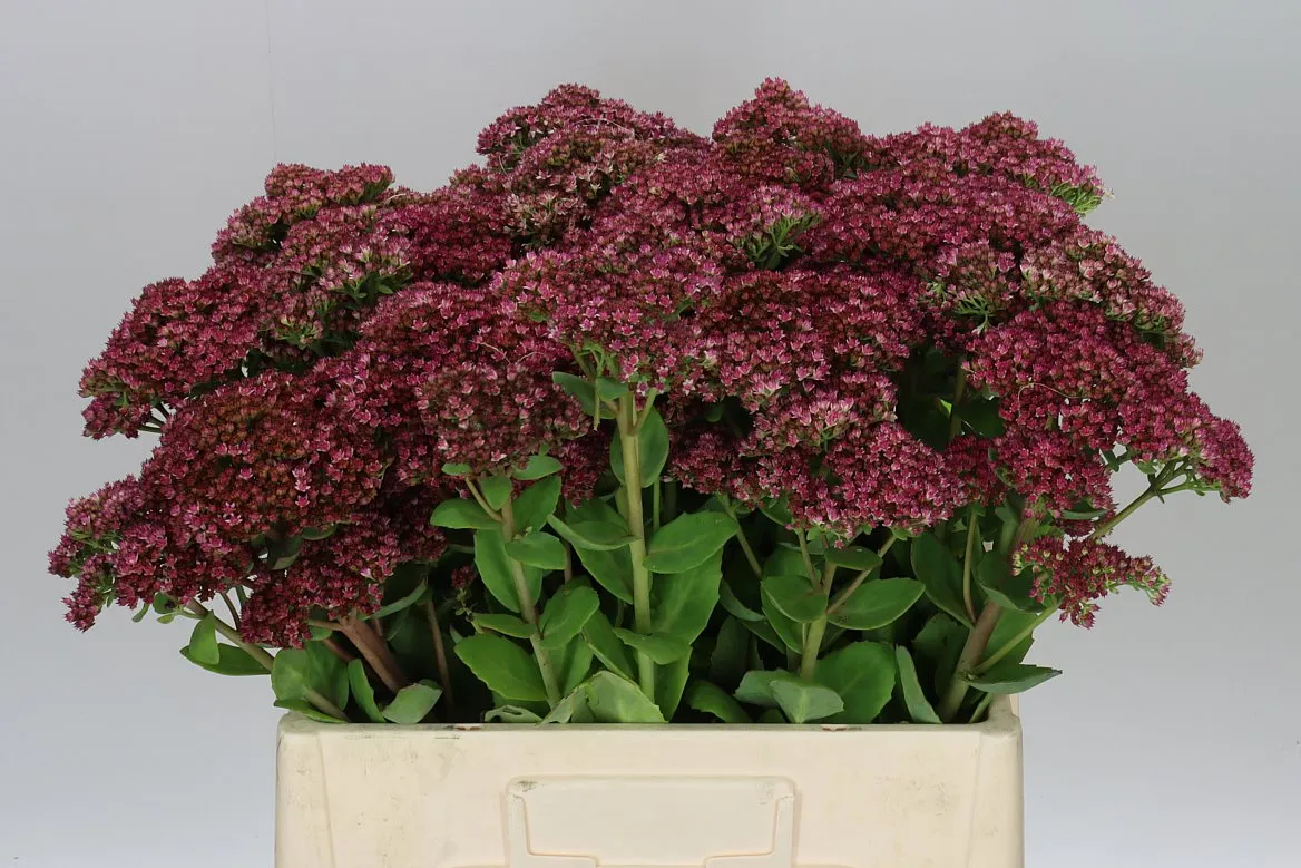 Sedum Mr Goodbud • 60 cm