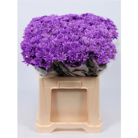 Chryzantéma trsová Euro Milka • 70 cm