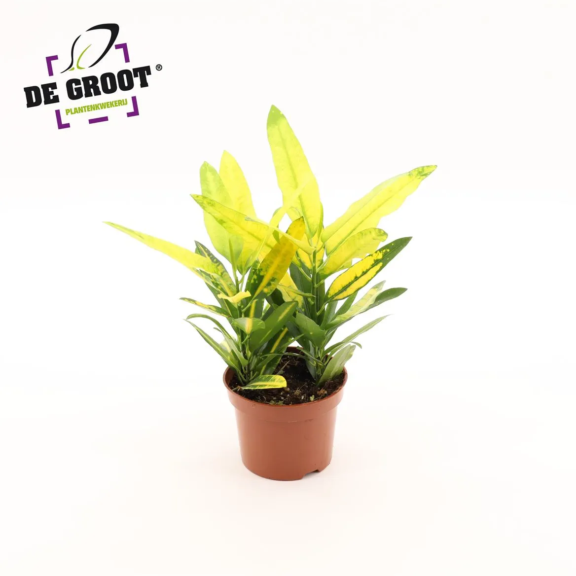 Croton "sunny Star" • črepník 12 cm