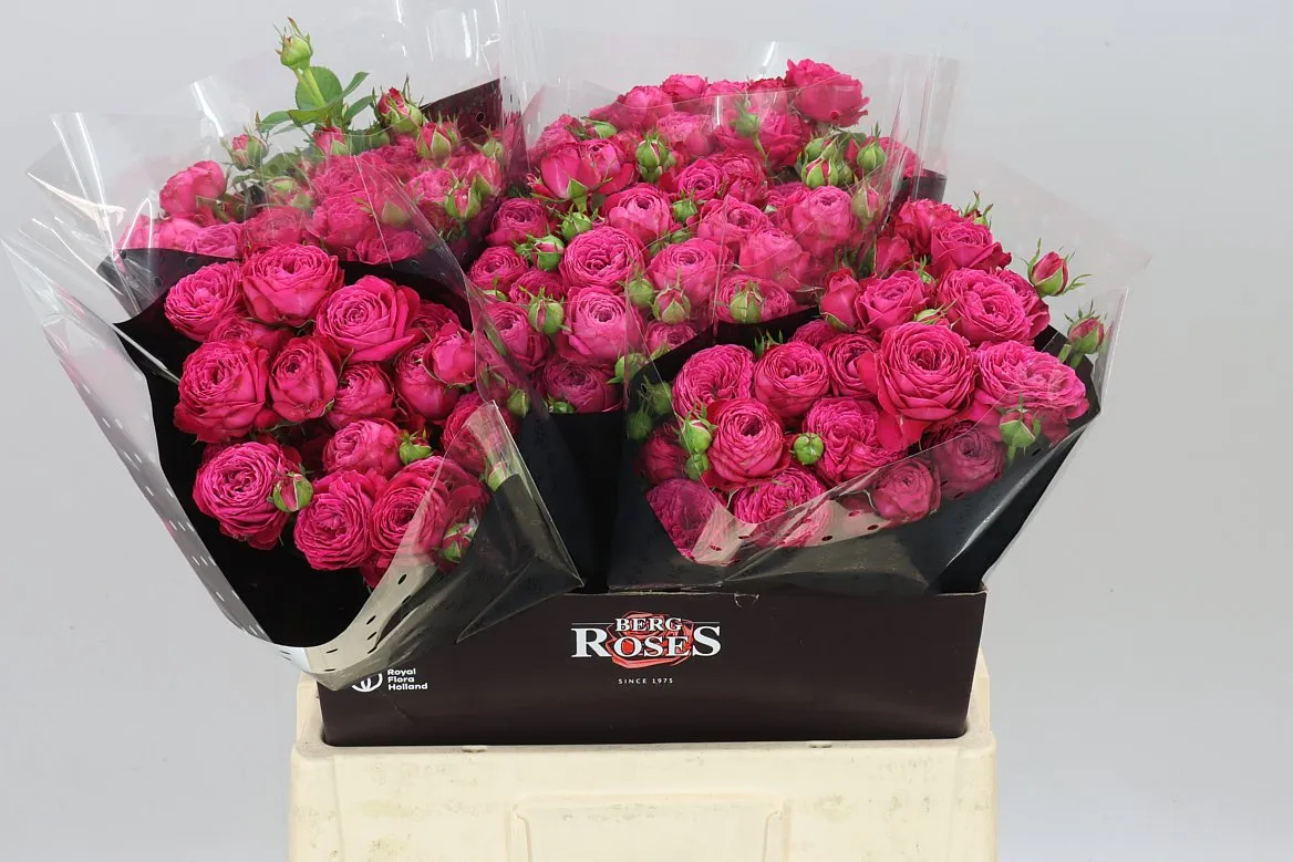 Rosa Tr Rush X5 • 60 cm
