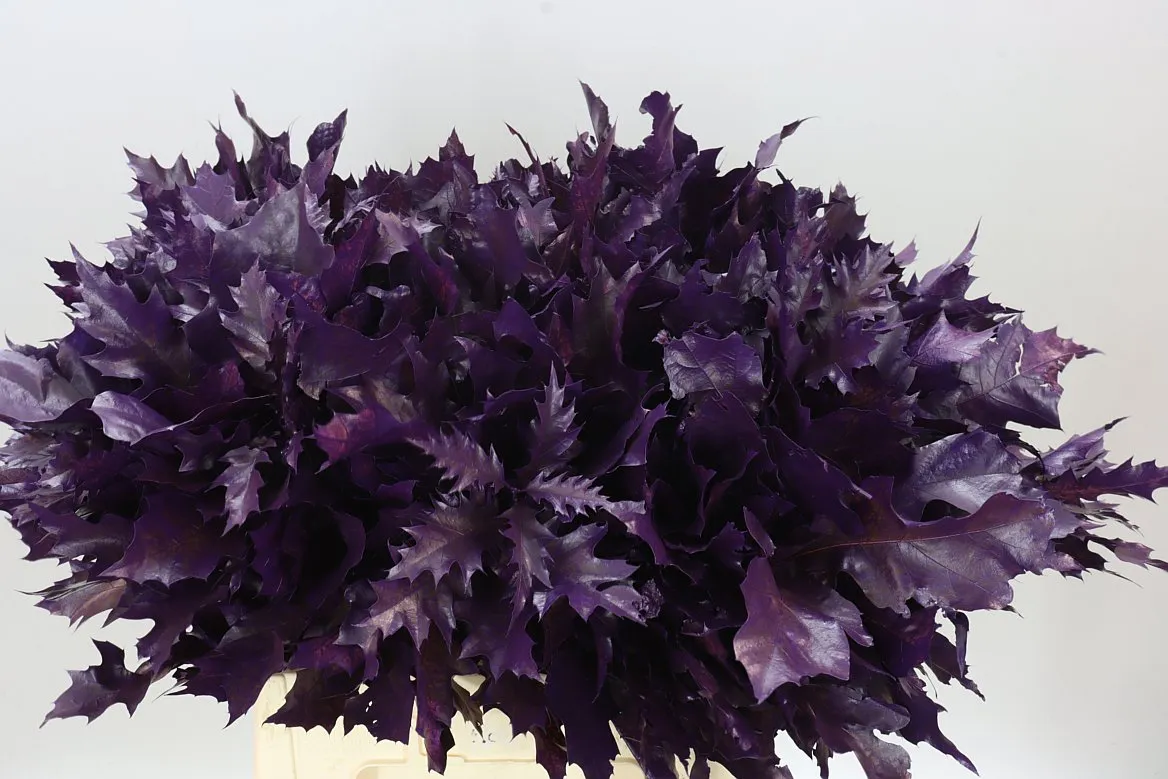 Quercus Painted Aubergine • 60 cm