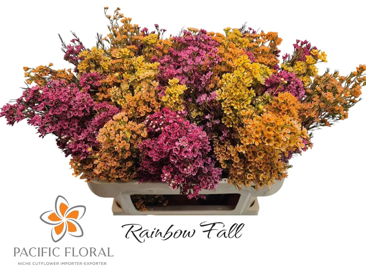 Chame Rainbow Fall • 70 cm