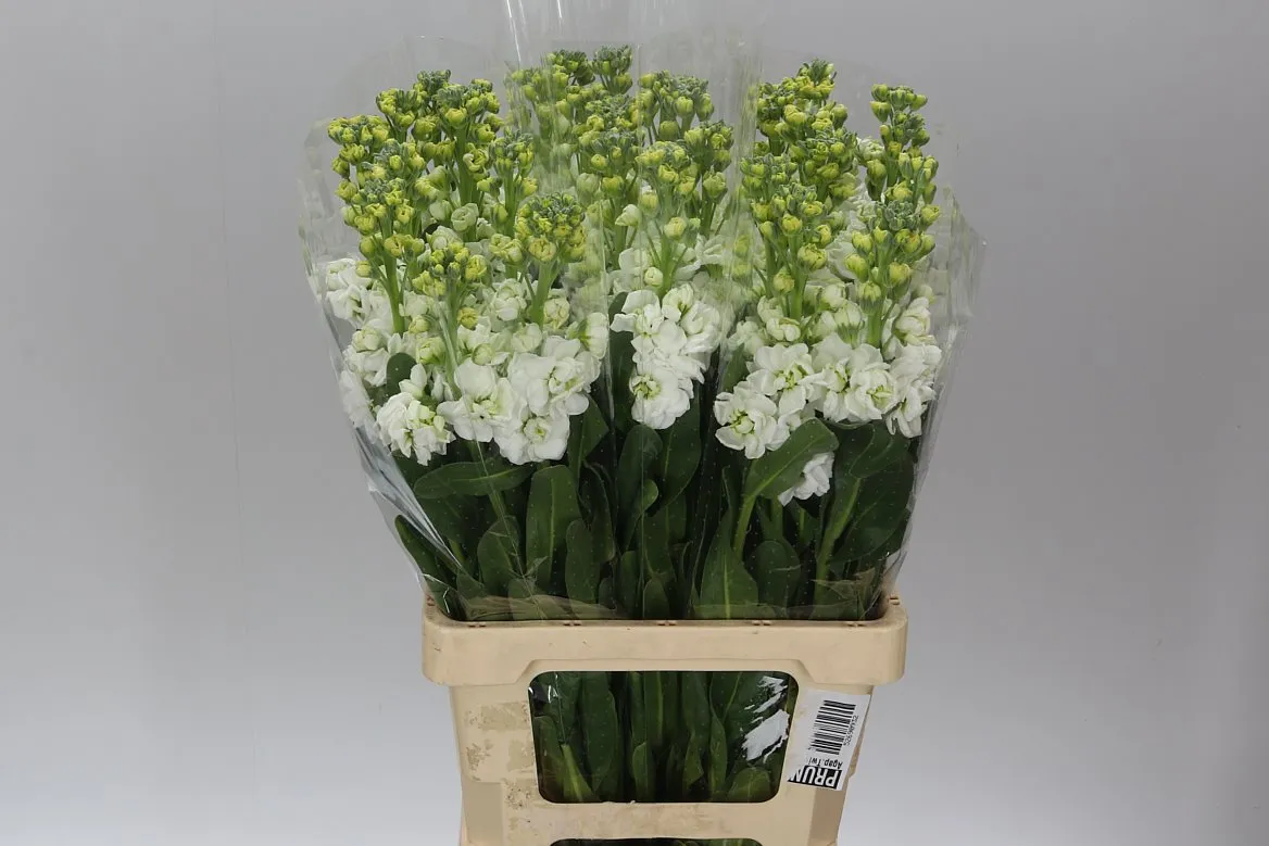 Matthiola White Imp • 65 cm