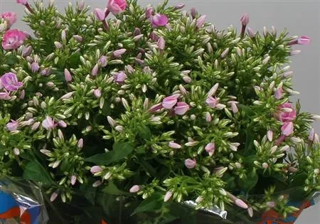 Phlox P Senora • 50 cm