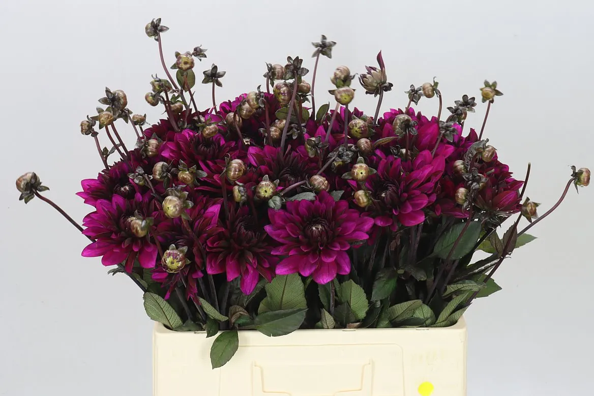 Dahlia Purple Flame • 55 cm