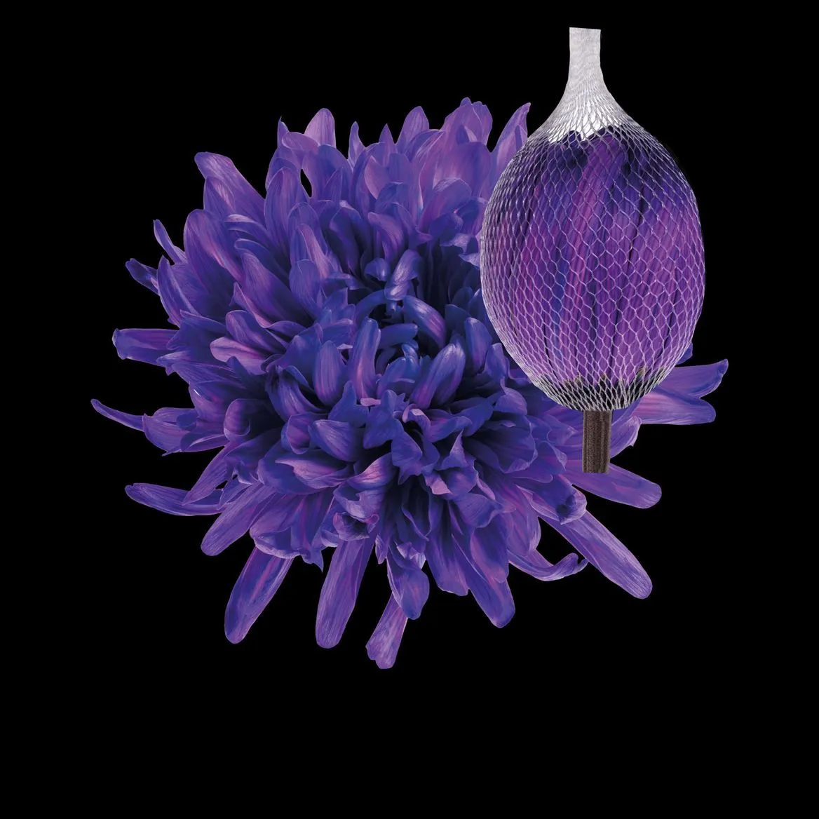 Chryzantéma veľkokvetá Antonov Milka • 70 cm