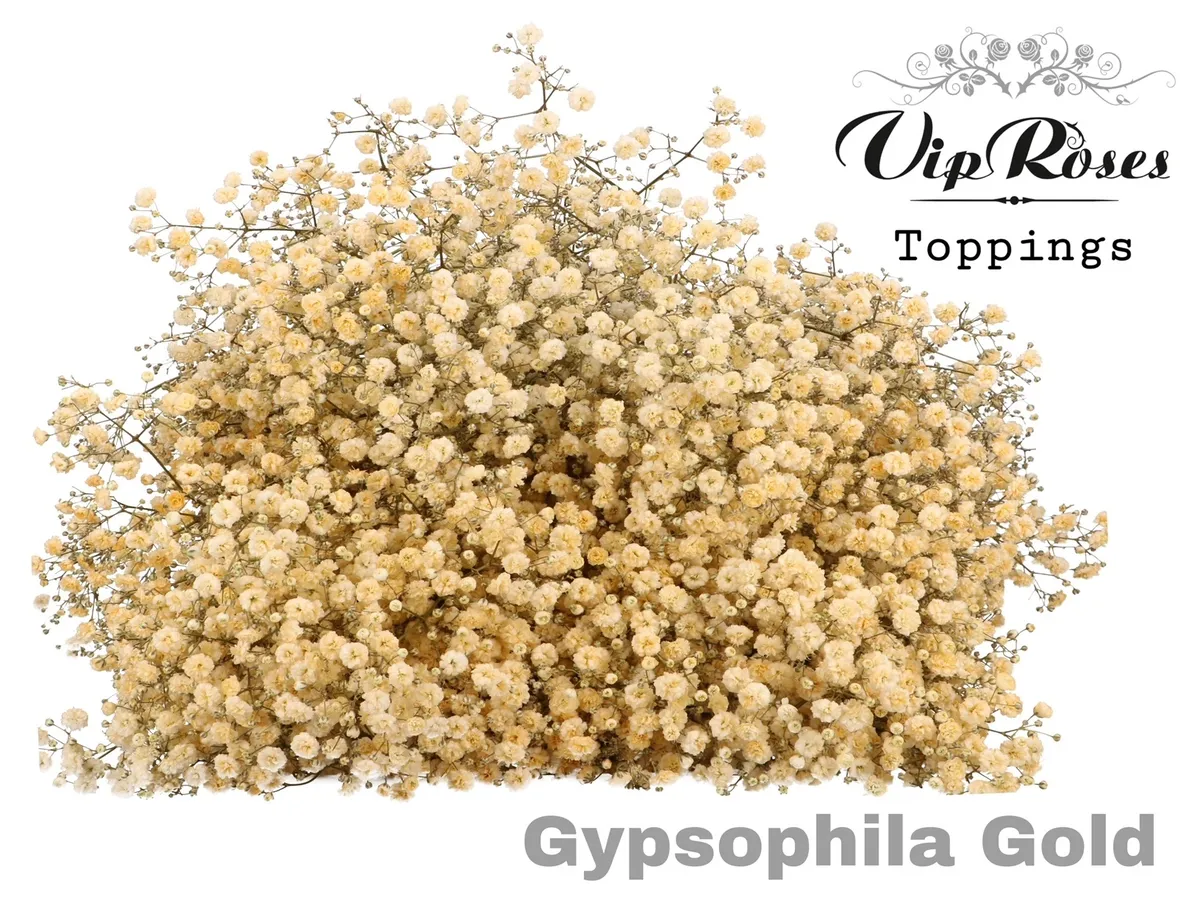 Gyps Pa Gold • 80 cm