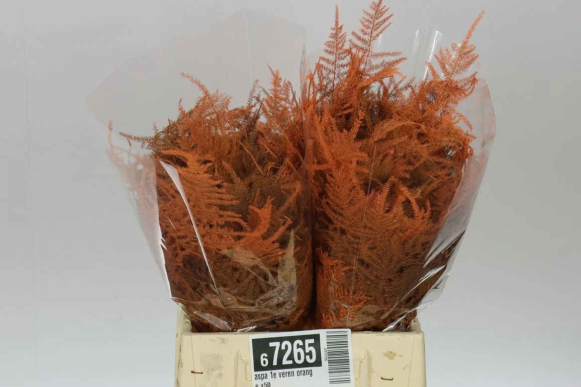 Asparágus 1e Veren Orange X50 • 45 cm