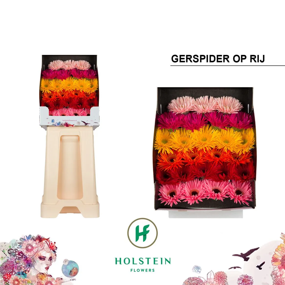 Germini Diamond Spider mix • 55 cm
