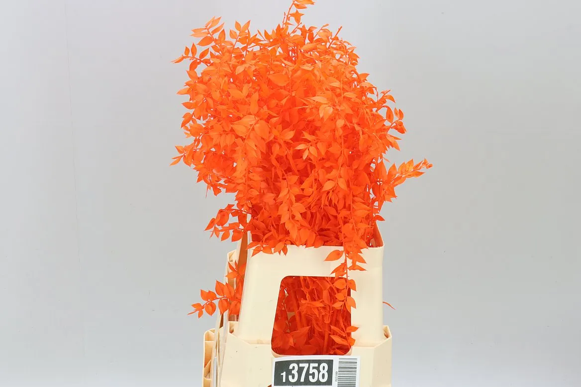 Ruscus Orange, sušené • 70 cm