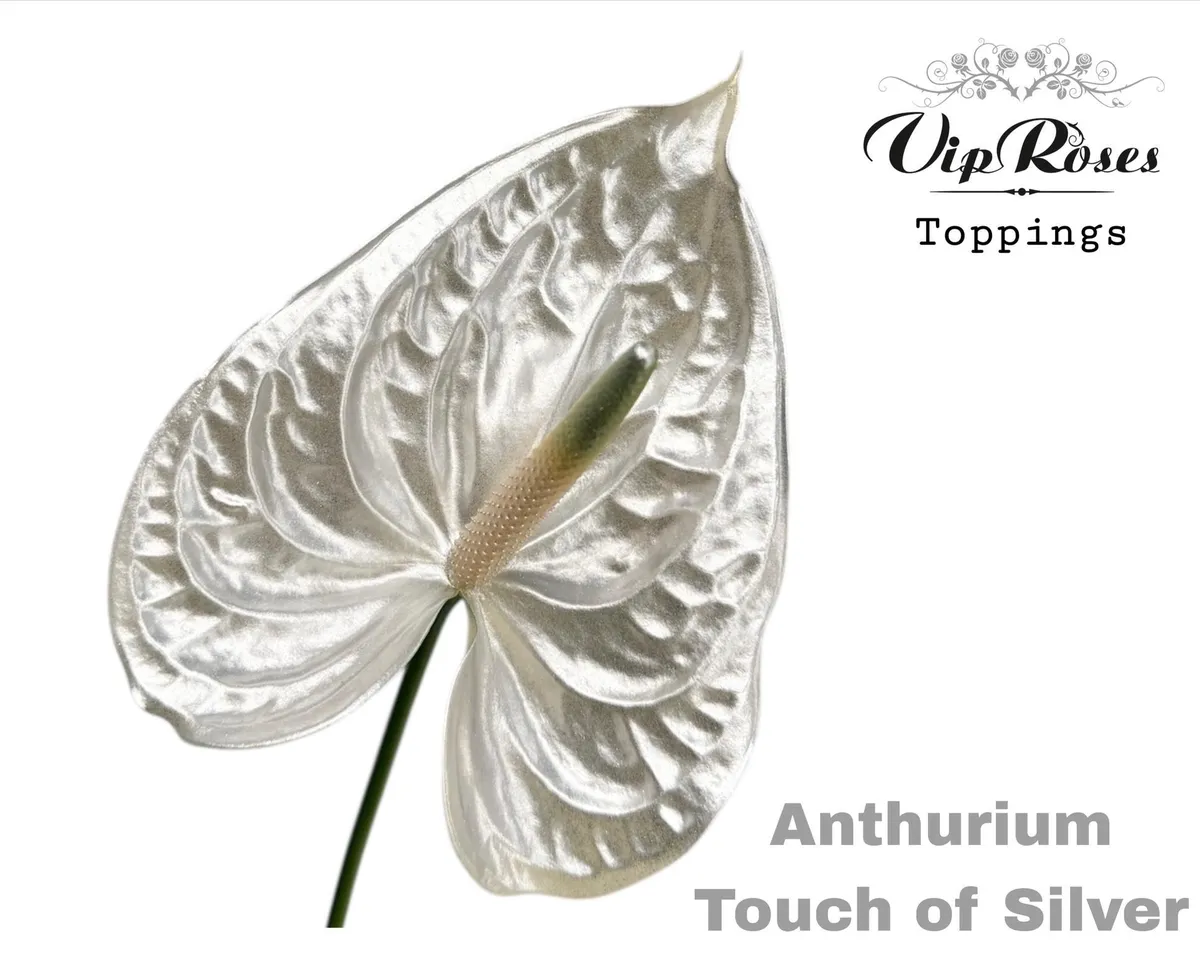 Antúrium A Touch Of Silver • 50 cm