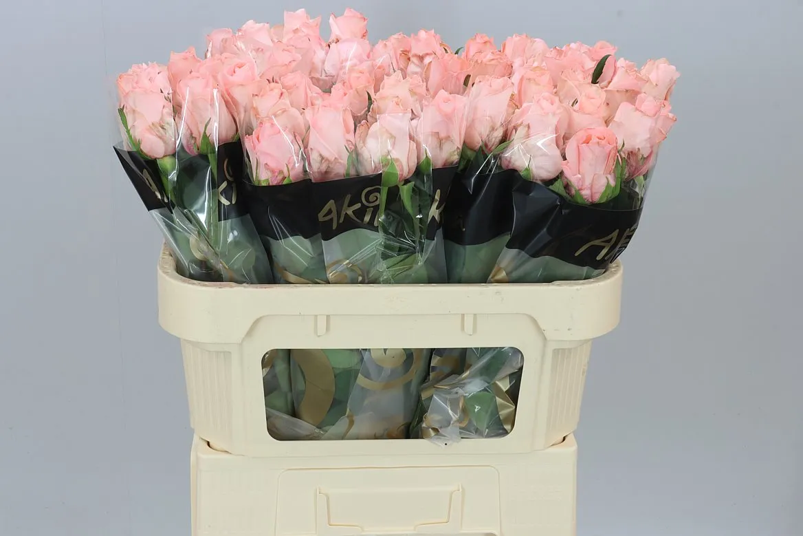 Rosa Gr Baby Doll • 70 cm