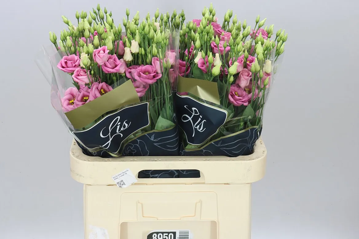 Eust Du Rosita Pink • 70 cm